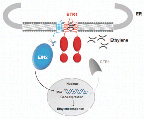 Figure 2 Model of complex formation at the ER membrane and downstream signal transfer in ethylene signaling.