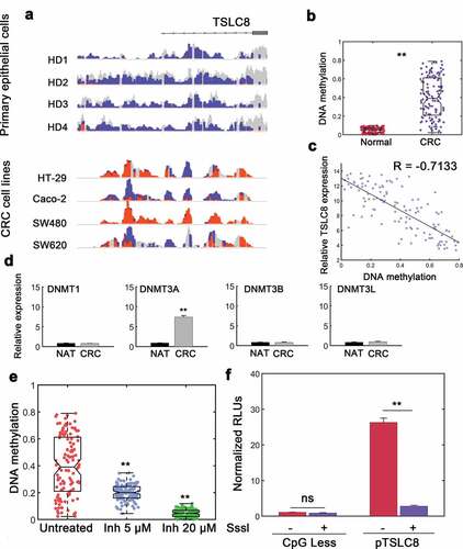 Figure 6. DNA hypermethylation deactivates the expression at TSLC8 promoter locus. (a) IGV (Integrative Genomics Viewer) tracks demonstrating WGBS for primary colon epithelial cells from 4 healthy donors (HD) and reduced representation bisulfite sequencing from CRC cell lines. Orange, methylated locus; blue, unmethylated locus; gray, non-CpG sequences. (b) Methylation of TSLC8 promoter (chr8:38,099,163, −442 from TSS) compared with normal adjacent colon tissues in Infinium human 450 K methylation array (Illumina). N = 116. (c) Correlation between methylation status and TSLC8 expression. N = 116. (d) Relative RNA expression of DNMT (DNA Methyltransferase) enzymes in normal adjacent tissues (NATs) and CRC tissues. (e) Methylation levels of SW480 cells left untreated or treated with increasing doses of DNMT3A inhibitor (5 μM and 20 μM). N = 116. (f) Luciferase reporter assays for TSLC8 promoter (pTSLC8) with or without CpG-methyltransferase (SssI) mediated methylation. Data were normalized to CpGLess empty vectors. N = 3. ns: not significant; **: P < 0.01