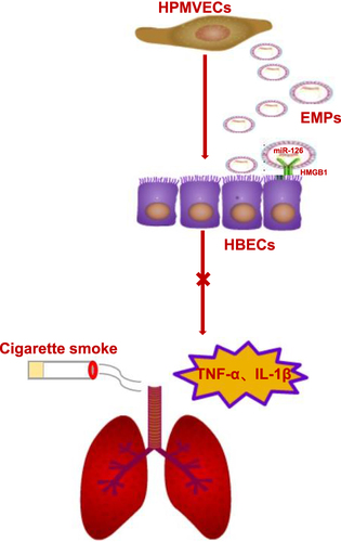 Figure 6 The mechanism diagram of summarized findings. HPMVECs-human pulmonary microvascular endothelial cells, EMPs-endothelial microparticles, HMGB1-high mobility group box 1, HBECs-human bronchial epithelium cells.