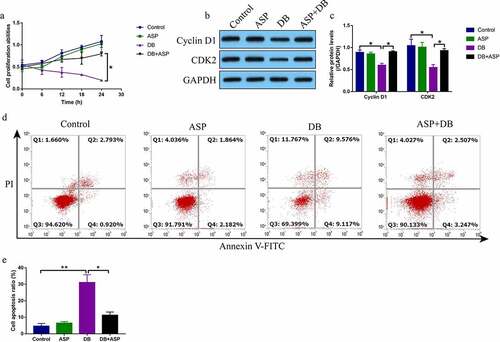 Figure 1. DB-induced cell apoptosis was reversed by ASP co-treatment. (a) MTT assay was used to examine cell proliferation, and (b, c) Western Blot analysis was performed to determine Cyclin D1 and CDK2 expressions. (d, e) Cell apoptosis ratio was measured by performing FCM assay through staining cells with Annexin V-FITC and PI. Each experiment had 3 repetitions, and * P < 0.05