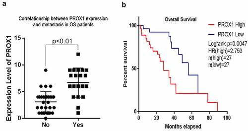 Figure 2. High PROX1 expression predicted poor prognosis in OS patients. (a) The correlationship between PROX1 expression and metastasis in OS patients. (b) The overall survival of OS patients with high and low expression of PROX1. OS, osteosarcoma.
