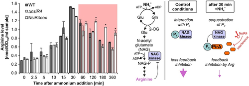 Figure 3. Implications of enhanced NsiR4 accumulation on arginine metabolism. Left panel: Shown are arginine accumulation kinetics in WT and strains ΔnsiR4 and NsiR4oex in response to addition of 10 mM ammonium. Data are the mean ± SD of three independent replicates. Asterisks label significant deviation from the WT controls, confirmed by single factor analysis of variance (ANOVA). Right panel: Schematic of the effects of the NsiR4-PirA module on arginine synthesis by modulating NAGK activity before and after ammonium shock.