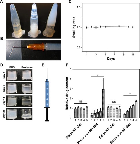 Figure 2 Preparation and characterization of Sal-Ptx-NP-Gel.Notes: (A) Preparation of Sal-Ptx-NP-Gel. Left, sonicated SF solution; Middle, Sal-SF-NPs and Ptx-SF-NPs dispersed in sonicated SF solution; right, formation of Sal-Ptx-NP-Gel. (B) Injectable Sal-Ptx-NP-Gel from a 26G syringe needle. (C) Swelling ratio of SF hydrogel as a function of time. (D) In vitro degradation of SF hydrogel. (E) Schematic plot of drug loading homogeneity study. Syringes containing SF solution were vertically placed during sol-gel transition. Drug contents of five different parts of the hydrogel were determined by HPLC. (F) Relative drug content of five parts in NP-Gel and non-NP-Gel. *P<0.05.Abbreviations: NS, no significance; Sal, salinomycin; Gel, hydrogel; Ptx, paclitaxel; SF, silk fibroin; NP, nanoparticle.