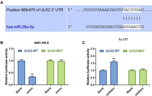 Figure 8 ULK2 was a target gene of miR-26a-5p. (A) The target gene of GAS5 was predicted by DIANA-LncBase V2 and starbase. The target gene of miR-26a-5p was confirmed by Luciferase reporter assay in AMC-HN-8 cells (B) and Tu 177 cells (C). **P<0.01 vs Blank group.