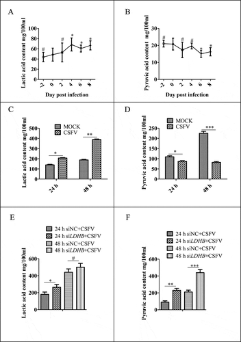 Figure 1. CSFV infection affects the metabolism of lactic acid and pyruvic acid in pigs and PK-15 cells. (A and B) SPF Bana pigs infected with CSFV at different time points, and the blood was collected from veins. The plasma concentrations of lactic acid (A) and pyruvic acid (B) were measured by spectrophotometric assays. (C and D) PK-15 cells were infected with CSFV at a MOI of 0.1 and measured lactate (C) and pyruvate (D) concentrations by spectrophotometric assays in the culture supernatant at 24 and 48 h. (E and F) PK-15 cells were transfected with siLDHB prior infected with CSFV at a MOI of 0.1 and measured lactate (E) and pyruvate (F) concentrations by spectrophotometric assays in the culture supernatant at 24 and 48 h. All measurements were made in triplicates. Error bars indicate the mean (±SD) of 3 independent experiments. *, P < 0.05; **, P < 0.01; and ***, P < 0.001 (one-way ANOVA)