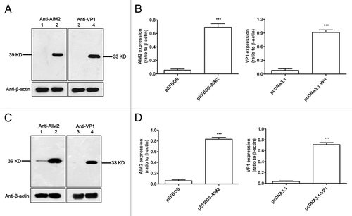 Figure 1. Expression of AIM2 and VP1 plasmids in vitro and in vivo. 293T cells were transfected with pAIM2, pVP1, or vector with lipofectamine for 48 h, and then cell lysates were subjected to western blot analysis using anti-AIM2, anti-VP1, or anti-β-actin antibody, respectively. (A) In vitro expression of AIM2 and VP1 plasmids. Lane 1: 293T cells transfected with pEFBOS vector; lane 2: 293T cells transfected with pEFBOS-AIM2; lane 3: 293T cells transfected with pcDNA3.1 vector; lane 4: 293T cells transfected with pcDNA3.1-VP1. (B) Quantification of pAIM2 and pVP1 expression by densitometry. Data are from one representative experiment of 3 performed and presented as the mean ± SD ***P < 0.001. BALB/c mice were intranasally immunized with chitosan-pAIM2 or chitosan-pVP1 vaccines, respectively, and intranasal mucosa biopsies were taken 3 d later for gene expression analysis. (C) Western blot analysis of AIM2, VP1, and β-actin expression for mucosal tissues from immunized mice. Lane 1: Mice immunized with pEFBOS vector; lane 2: Mice immunized with pEF-BOS-AIM2; lane 3: Mice immunized with pcDNA3.1 vector; lane 4: Mice immunized with pcDNA3.1-VP1. (D) Quantification of AIM2 and VP1 expression by densitometry in (C). Data are from one representative experiment of 3 performed and presented as the mean ± SD (n = 10). ***P < 0.001.