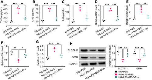 Figure 5. MSC-Exo alleviated HG + LPS-induced injury in HPMECs. (A-C) The levels of TNF-α, IL-1β and IL-6 were detected by ELISA. (D-G) Ferroptosis was assessed by measuring ROS, MDA, GSH and Fe2+ levels. (H) The protein levels of SLC7A11 and GPX4 were tested by WB analysis. *p < 0.05; **p < 0.01; ***p < 0.001.