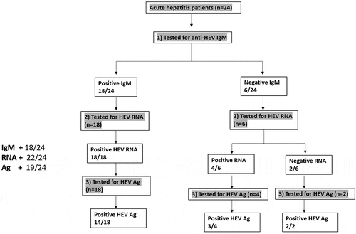 Figure 1. Assessment of HEV markers in AHE patients. Acute hepatitis patients (n = 24) were screened for HEV markers (anti-HEV IgM, HEV RNA, and HEV Ag). Eighteen samples were reactive to anti-HEV IgM and HEV RNA, and 14 out of 18 samples were also positive to HEV Ag. While 6 samples were negative for anti-HEV IgM, four out of the 6 samples were positive for HEV RNA, and three out of these four samples were also positive for HEV Ag. Two out of the 6 samples were negative for anti-HEV IgM and HEV RNA, while HEV Ag was positive in these samples