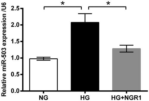 Figure 3. Notoginsenoside R1 (NGR1) prevented high glucose (HG)-induced miR-503 expression. RSC96 cells were pre-treated with NGR1 and then stimulated by HG. Expression of miR-503 was examined by qRT-PCR. Data were presented as mean ± SD (n = 3). *p < .05 (ANOVA).