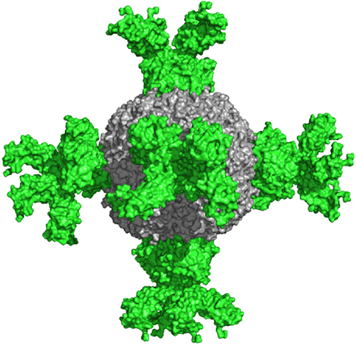 Figure 1 Structural prediction of nanobody H11-D4 fused with the heavy chain of human ferritin fusion protein.