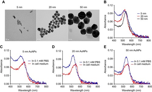 Figure 1 Characterization of different sized gold nanoparticles (AuNPs). (A) Transmission electron microscopy (TEM) images of AuNPs with diameters of 5 nm, 20 nm or 50 nm. The scale bar is 20 nm. (B) UV–vis absorption spectra of different sized AuNPs in 0.1 Mm PBS. UV–vis spectra of 5-nm AuNPs (C), 20-nm AuNPs (D) and 50-nm AuNPs (E) in cell culture medium with 10% FBS.