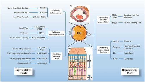 Figure 1. Scheme illustrating the mechanisms of traditional Chinese medicines (TCMs) on diabetic retinopathy and its representative TCMs. (A) The BRB consists of two parts, the inner BRB (iBRB) and the outer BRB (oBRB) that together regulate the exchange of substances between the retina and the systemic circulation. In addition, the components involved in the therapeutic mechanism of DR are annotated in the figure, including RGCs (G), Müller cells (M), RPEs and TJs. (B) Magnified cross-sectional view of the retinal vessel mainly constituents of the iBRB, including RCECs, Pericyte (P) and TJs.