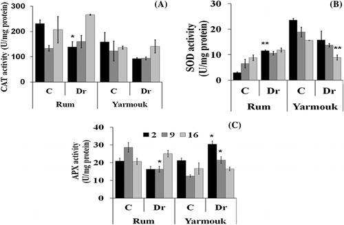 Figure 2. The activity of CAT (A), SOD (B), and APX (C) in (U [unit]/mg protein) in Rum and Yarmouk genotypes under well-watered (WW) and drought (Dr) conditions at three time points: after 2 days of drought (early stage), after 9 days of drought (intermediate stage), and after 16 days of drought (late stage). Bars are the standard errors of the means and n = 4 pooled biological replications. *p < 0.05, **p < 0.01.