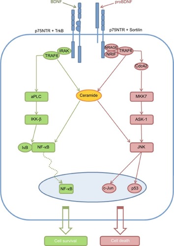 Figure 2 An overall scheme illustrating p75NTR signaling.Notes: Heterodimerization with TrkB in response to BDNF action causes phosphorylation of IκB resulting in liberating of NF-κB, which after translocation into the nucleus promotes gene transcription to support neuron survival. Oppositely, heterodimerization with sortilin in response to pro-BDNF induces activation of Jun-kinase signaling pathway resulting in activation of proapoptotic genes and caspases causing cell death. Signaling molecule ceramide takes part in both NF-κB and Jun-kinases signaling cascades.Abbreviations: BDNF, brain-derived neurotrophic factor; p75NTR, p75 neurotrophin receptor; TrkB, tropomyosin related kinase B; NRIF, neurotrophin receptor-interacting factor; NRAGE, p75NTR interacting protein; TRAF, tumor necrosis factor receptor-associated factor; Cdc42, cell division control protein 42; ASK1, apoptosis signal regulated kinase 1; JNK, c-Jun N-terminal kinase; IRAK, interleukin-1 receptor-associated kinase; aPKC, atypical protein kinase C; IκB, kappa light polypeptide gene enhancer in B-cells inhibitor; NF-κB, nuclear factor kappa-light-chain-enhancer of activated B cells; MKK7, mitogen-activated protein kinase kinase 7.