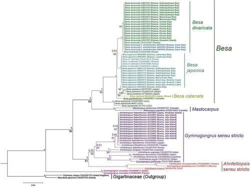 Fig. 38. Bayesian tree of four genera of Phyllophoraceae based on the mitochondrial COI and plastid rbcL sequences (1866 bp). Numerals above tree nodes are Bayesian posterior probabilities; below nodes, ML bootstrap values. Asterisk (*) indicates posterior probabilities of 1.00 and bootstrap support of 100%. Generitypes are underlined. Specimens obtained in this study are highlighted in bold