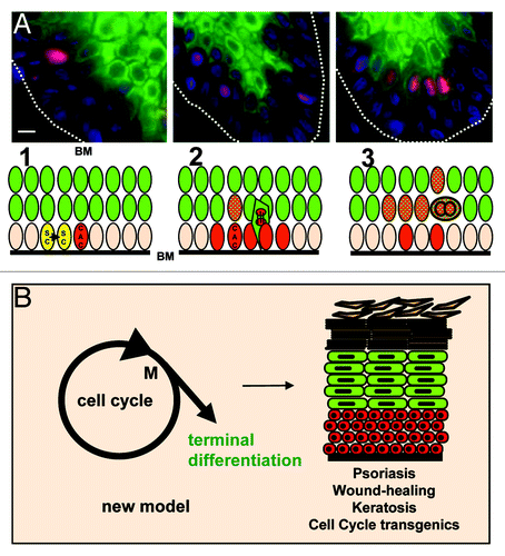 Figure 3. Actively Cycling clones initiate terminal differentiation and migration. (A) Stem cells (SC; yellow) divide in the basal layer (1); some daughter cells stay as stem cells; others activate the cell cycle and enter a phase of clonal expansion or amplification (2; CAC; red, Cyclin A positive); as the cell cycle accelerates, the group of cells blocks mitosis, initiates terminal differentiation (keratins K1 and K10, green) and migrates into suprabasal layers (3). Some cells still divide their nucleus (endomitosis); subsequently, the nuclei undergo re-replication. Top micrographs correspond to immunofluorescent detection of Cyclin A (red), keratin K1 (green) DNA (blue) on different areas of a microsection from normal skin. BM, basement membrane; Bar: 40 µm. For more details and cell cycle markers see ref. Citation29. (B) By linking terminal differentiation to cell cycle hyperactivation, epidermis can coordinate proliferation with differentiation and maintain tissue structure upon hyperproliferative stimuli. Cell cycle hyperactivation then simply increases the epidermal turnover. Red are cells with the capacity to divide; green are post-mitotic terminally differentiating cells.