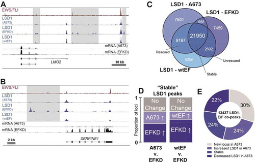 Figure 4. EWS/FLI alters the genome-wide occupancy of LSD1. (a,b) IGB tracks showing EWS/FLI and LSD1 near (a) LMO2 and (b) SERPINE1. Tracks show LSD1 in A673, EFKD, and wtEF cells and mRNA in the A673 and EFKD conditions. (c) Venn diagram of LSD1 peaks in A673, EFKD, and wtEF cells as determined by ChIPPeakAnno. (d) Bar charts showing the dynamics of relative proportions of ‘stable’ LSD1 peaks (detected in A673, EFKD and wtEF). (e) Pie chart distribution showing proportion of EWS/FLI-LSD1 coincident peaks with LSD1 binding dynamics as compared to LSD1 localization in EFKD cells. Analyses in this figure were performed with CUT&Tag data. See also Supplementary Figure 12