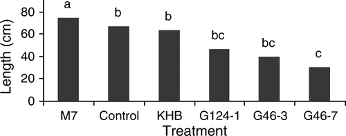 Figure 1.  Effects of some Trichoderma strains (including M7, G47-3, KHB, G46-3 and G46-7) and the control group on the highest branch length (HBL) of Silybum marianum L. (Gaertn) (means with the same letter are not significantly different at α = 0.05).