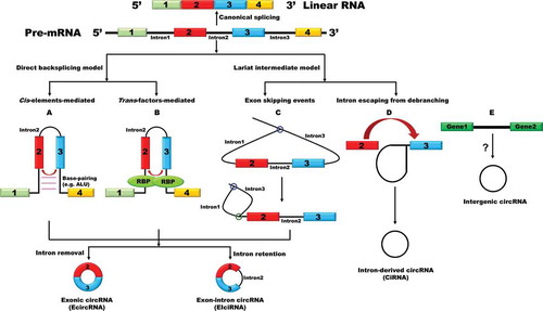 Figure 1. Circular RNAs biogenesis