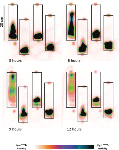 Figure 2. Color-inverted image of Tc-99 transport through columns after 3, 6, 9 and 12 hours incubation in, from left to right, oxic, early metal reducing, Fe(III) reducing and sulfate reducing columns.