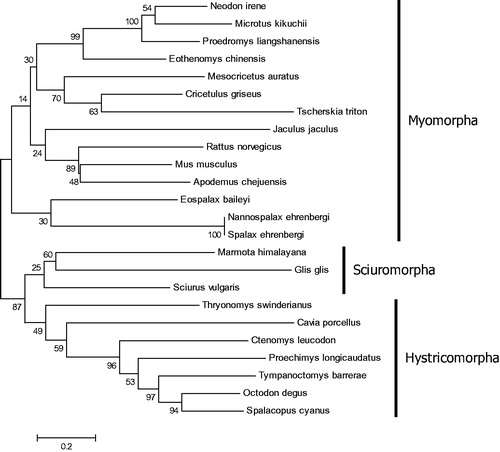 Figure 1. The phylogenetic relationship of M. himalayana with the other species using ML method with 1000 bootstrap replicates.