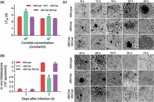 Figure 3. BbCwp roles in the fungus-host interaction. (a) Insect bioassay. Fungal virulence was evaluated via intra-hemocoel injection method. Conidial suspension (5 µl) was directly injected into the host hemocoel. The infected insects were reared at 25°C, and the mortality was recorded every day. The median lethal time (LT50) was calculated with Probit analysis. (b) BbCwp contributes to fungal development in the host hemocoel. Gene loss resulted in a significant reduction in the hyphal-body production. (c) Fungal colonization in the insect hemocoel. Conidial concentration (5 µl, 105 spores/ml) was injected into the host hemocoel, and the hosts were reared at 25ºC. The host hemolymph was sampled every 6 h. Insect hemocyte encapsulation was observed after fungal invasion. After 48 h, the wild-strain formed detectable in vivo blastospores. However, the blastospores for ΔBbCwp mutant were seen at 60 h post infection. Red arrows indicate the fungal cells evading from hemocyte encapsulation, and green arrows indicate the free hyphal bodies (Tukey’s HSD: P < 0.05). Scale: 5 µm.