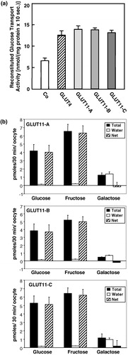 Figure 5. Sugar transport activity and substrate specificity of GLUT11-A-C. (a) Reconstituted glucose transport activity of GLUT11-A-C. COS-7 cells were transfected with cDNA of GLUT11-A, -B, and -C and membranes from COS-7 cells expressing the GLUT11 isoforms were reconstituted into lecithin liposomes and glucose transport activity was assayed at a D-glucose concentration of 5 mM. Data represent means±S.E. from a representative experiment. Co, control, membranes of cells transfected with the blank vector. (b) Substrate specificity of GLUT11-A-C detected in the Xenopus oocyte system. Xenopus oocytes were injected with the cRNA of GLUT11-A, -B, or -C or water 5 days before the uptake of radiolabeled substrates (100 µM) was measured. Filled bars represent total uptake of the indicated sugars, the open bars uptake detected for water-injected oocytes and the hatched bars represent the net uptake.