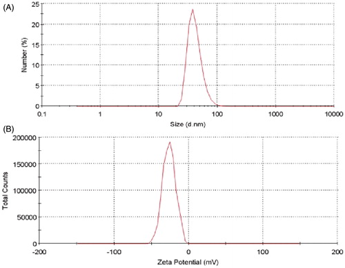 Figure 3. (A) Size distribution of ARE-loaded PU NMs. (B) Zeta potential of ARE-loaded PU NMs. The nanosystem showed the average size of 42.30 nm and the average charge of −26.2 mV.