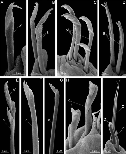 Figure 4.  Chaetae found on different larvae of Mooreonuphis stigmatis: (A) anterior early compound bidentate hooded falciger – b 1 ; (B) anterior pseudocompound bidentate falciger – a; (C) anterior pseudocompound bidentate hooded falciger – b 2 ; (D) anterior pseudocompound tridentate hooded falciger – B; (E) anterior compound bidentate hooded falciger – b 3 and transitional compound bidentate falciger – c; (F,G) transitional compound bidentate falciger – c; (H) posterior compound bidentate subacicular hooded hook – d; (I) posterior compound bidentate subacicular hooded hook – d, simple limbate chaeta – C and posterior simple subacicular bidentate hooded hook – D. Lowercase letters represent provisional larval chaetae, uppercase letters represent permanent adult chaetae.