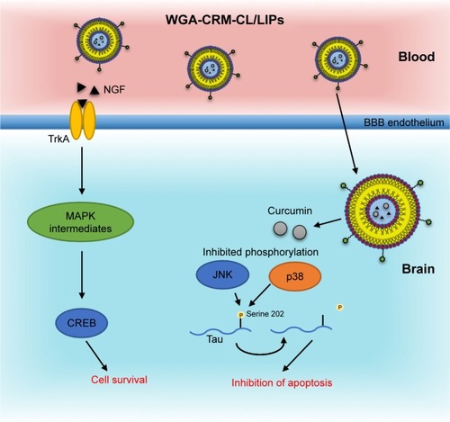 Figure 6 Cell survival and apoptotic pathway in AD therapy.Notes: Action of WGA-CRM-CL/LIPs: Curcumin inhibits phosphorylation of JNK and p38, preventing downstream phosphorylation of tau serine 202, leading to prevention of apoptotic neurodegeneration. NGF binds TrkA and mediates MAPK phosphorylation cascade and recruitment of CREB, enhancing overall cell survival.Abbreviations: CL, cardiolipin; CREB, cAMP response element binding protein; CRM, curcumin; JNK, c-Jun N-terminal kinase; LIPs, liposomes; MAPK, mitogen-activated protein kinase; NGF, neuronal growth factor; TrkA, tyrosine kinase receptor type-1; WGA, wheat germ agglutinin; AD, Alzheimer’s disease.