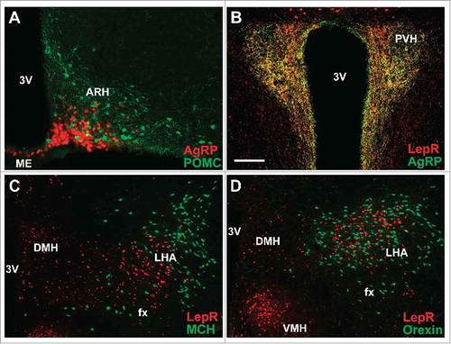 Figure 3. Hypothalamic distribution of key neuronal populations involved in the regulation of energy balance. (A) AgRP neurons in the ARH are located close to the third ventricle and median eminence, whereas POMC neurons are predominantly in the lateral ARH. POMC neurons were visualized by immunostaining β-endorphin peptide, while AgRP neurons were visualized using a reporter mouse that express the tdTomato fluorescent protein under the Agrp promoters. (B) PVH receives dense projections from LepR/AgRP neurons. Green fibers were visualized by immunostaining AgRP peptide, whereas axons from LepR-expressing neurons were visualized using a reporter mouse that express the tdTomato fluorescent protein under the Lepr promoters, as previously shown.Citation86 Note the extensive co-localization (yellow color). (C, D) MCH (C) and orexin (D) neurons represent a segregate neuronal population in the LHA and do not express LepR. MCH and Orexin neurons were immunostained using specific antisera, whereas LepR-expressing neurons were visualized using a reporter mouse that express the tdTomato fluorescent protein under the Lepr promoters. Abbreviations: 3V, third ventricle; ARH, arcuate nucleus of hypothalamus; DMH, dorsomedial nucleus of hypothalamus; fx, fornix; LHA, lateral hypothalamic area; ME, median eminence; PVH, paraventricular nucleus of the hypothalamus; VMH, ventromedial nucleus of hypothalamus. Scale bar: A–B = 100 µm; C–D = 200 µm.