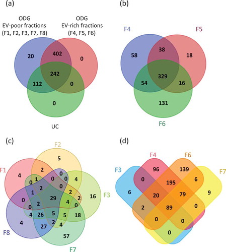 Figure 4. Venn’s diagrams of unique and shared proteins identified in UC and ODG samples. (a) Comparison between UC, ODG EV-rich (F4, F5, F6) and ODG EV-poor (F1, F2, F3, F7, F8) fractions. (b) Number of proteins identified in ODG EV-rich fraction F4, F5 and F6. (c) Unique and shared proteins identified in ODG EV-poor fractions F1, F2, F3, F7 and F8. (d) Proteins overlap between fractions (F3, F7) physically close to the EV-rich ones (F4 and F6).