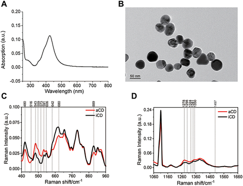 Figure 1 (A) Ultraviolet–visible light absorption spectrum of silver colloid nanoparticles. (B) TEM micrograph of silver colloid nanoparticles. Average normalized Raman spectra of urinary samples from patients with aCD and iCD in 460–960 cm−1 region (C) and 1060–1660 cm−1 region (D).