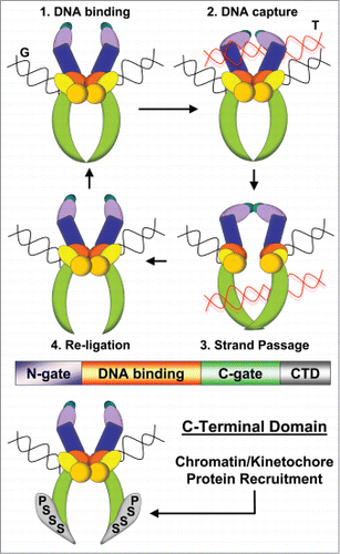 Figure 1. Dual Functions of Topo II. Top: Strand Passage Reaction: (1) G-segment DNA binds at catalytic core, (2) T-segment DNA captured by N-gate, (3) G-segment cleavage and T-segment passage, (4) G-segment re-ligation and T-segment release. Middle: Domain structure (colors match domains above). C-Terminal Domain (CTD) has not been crystalized, but emanates from the lowest portion of the C-gate. Bottom: CTD functions in protein recruitment to chromatin and kinetochores via SUMOylated (S) and phosphorylated (P) residues.