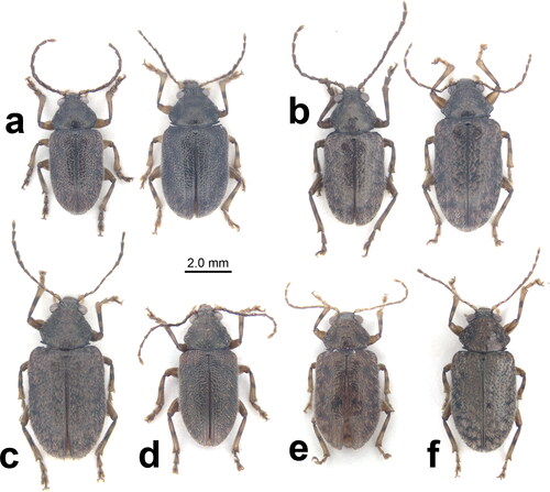 Fig. 5. Dorsal views of the male holotype and one female paratype of Dematotrichus hirsutus sp. nov. (a), the male holotype and one female paratype of D. crinitus sp. nov. (b), the female holotype of D. capillosus sp. nov. (c), the male holotype of D. comans sp. nov. (d), the female holotype of D. horridus sp. nov. (e), and the female holotype of D. setosus sp. nov. (f).