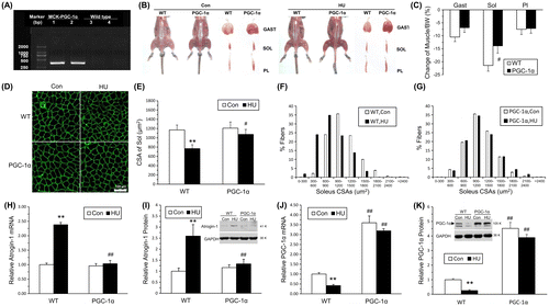 Fig. 4. Transgenic PGC-1α mice protected from HU-induced muscle atrophy.