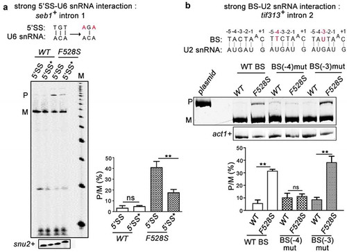 Figure 3. SpPrp16 destabilizes 5’SS-U6 snRNA and BS-U2 snRNA interactions. (a) Primer extension to assess the splicing of seb1+ E1-I1-E2 mini-transcripts having wild-type or mutant 5’SS (depicted as 5’SS and 5’SS* respectively) in the WT (leu1:spprp16+) and F528S (leu1:spprp16F528S) mutant cells. The mutations introduced in the 5’SS (highlighted in red) and positions which can base-pair with U6 snRNA are shown (black lines). Primer extension on snu2+ transcripts served as the loading control. Lane M- 100 nts to 1000 nts DNA size marker (b). Semi-quantitative RT-PCRs to analyse the splicing of tif313+ intron2 in mini-transcripts comprising exon2-intron2-exon3 with wild-type or mutant branch site (BS) in the WT (leu1:spprp16+) and F528S (leu1:spprp16F528S) mutant strains. The mutations introduced (highlighted in red) and the positions that can base-pair with U2 snRNA are shown (black lines).