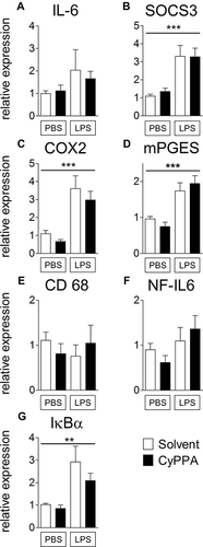 Figure 2 Comparison of hypothalamic mRNA expression of inflammatory marker proteins 24 hours after injection of PBS or 2.5 mg/kg LPS and 15 mg/kg CyPPA or solvent. The pro-inflammatory cytokine interleukin (IL)6 (A), the negative regulator and marker for signal transducer and activator of transcription 3 activation, suppressor of cytokine signaling (SOCS)3 (B), the rate limiting enzymes of prostaglandin synthesis, namely, cyclooxygenase (COX)2 (C), and microsomal prostaglandin synthase (mPGES,D) are displayed. Moreover, CD68 a marker of microglia activity (E), the transcription factor NF-IL6 (F) and the marker of nuclear factor κB activation, inhibitors (I)κBα (G) are shown. No difference was observed in CyPPA- (15 mg/kg) treated animals compared to solvent treated ones. n=5 for all groups. *Main effect of treatment 2 (PBS vs LPS); **P<0.01; ***P<0.001.