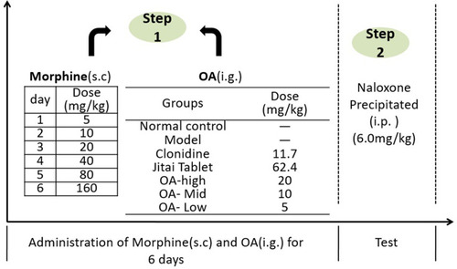 Figure 3 The morphine-dependent mouse model (Naloxone-precipitated withdrawal) and treatment of OA.