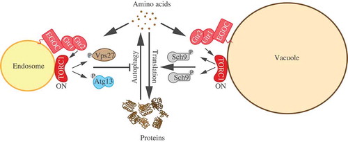 Figure 1. Two distinct pools of TORC1 regulate anabolic and catabolic processes. Amino acids simulate both the vacuolar pool and a novel endosomal pool of TORC1 via the small GTPases Gtr1 and Gtr2 (indicated by solid black arrows). Upon activation TORC1 (designated as ‘ON’) promotes general anabolism and protein synthesis while concomitantly downregulating degradative processes. The vacuolar pool of TORC1 is primarily involved in upregulating translation by phosphorylating the AGC-family kinase Sch9. The inhibition of degradative processes is largely mediated by the endosomal pool of TORC1 that phosphorylates Atg13 and Vps27 to inhibit macroautophagy and microautophagy, respectively (Adapted from [Citation16]).