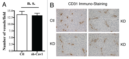 Figure 3 Targeted knock-down of Cav-1 in stromal fibroblasts does not affect tumor angiogenesis. Frozen sections from the tumors were cut and immuno-stained with anti-CD31 antibodies, and vessel density was quantitated (A). Note that no significant increases in vessel density were observed, suggesting that the tumor promoting effects of the Cav-1 knock-down fibroblasts we observe are independent of angiogenesis (n.s., not significant). Representative images are shown in (B). Ctl, control sh-RNA; KD, harboring sh-RNA targeting Cav-1 (knock-down).