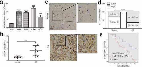 Figure 1. FTO is increased in OS tissues.