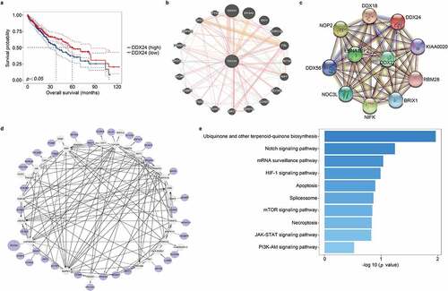 Figure 1. Overexpression of DDX24 correlates with poor survival, and the functional enrichment analysis of DDX24 in HCC. (a) Kaplan-Meier overall survival analysis of liver cancer tissues with high (blue line) or low (red line) DDX24 expression based on the data obtained from TCGA dataset. (b) Network map showed the relationships between DDX24 and neighboring genes using GeneMANIA tool. (c) The PPI network of DDX24 was conducted using STRING tool. (d) Interaction network map on the top 50 co-expressed genes of DDX24 (P < .05) was conducted using Cytoscape tool. The purple circles were interacted genes, the white circles were un-interacted genes. (e) KEGG pathway enrichment analysis on the top 18 co-expressed genes of DDX24 (|Spearman correlation coefficient| >0.4 and p < .01) in liver cancer samples obtained from TCGA dataset.