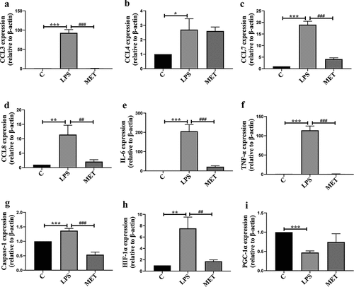 Figure 3. (a–h) The mRNA expression levels of chemokines and inflammatory genes among C group, LPS group, and MET group. (n = 3 per group) (i) The mRNA expression levels of PGC-1α in the three groups. (n = 3 per group).