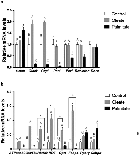 Figure 4. Effect of palmitate and oleate on circadian and metabolic genes.