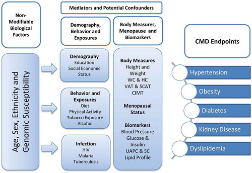 Figure 1. Conceptual framework for Phase 1 of the AWI-Gen study. To begin to understand the cardiometabolic disease endpoints in the six sub-Saharan African communities, we collected data on non-modifiable biological factors and a host of mediators and potential confounders, including behavioural data and infection history and measures of body composition that include height, weight, waist and hip circumference (WC and HC), visceral and subcutaneous fat (VAT and SCAT) and carotid intima-media thickness (CIMT). Also measured were markers indicative of cardiometabolic disease (CMD) including blood pressure, glucose and insulin, urinary albumin protein and creatinine (UAPC) and serum creatinine (SC).