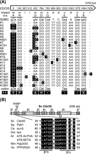 Fig. 1. SNP in the CDC55 gene in the sake yeast strains.