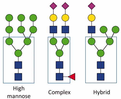 Figure 1. Types of N-glycans. Examples of the three major types of N-glycan are presented. Highlighted in a box is the common core for all the N-glycan structures. Red triangles: fucose; yellow circles: galactose; green circles: mannose; blue squares: N-acetylglucosamine; fuchsia diamonds: N-acetylneuraminic acid (sialic acid).