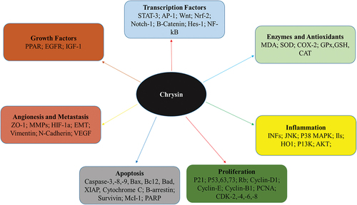 Figure 3. Anticancer properties of Chrysin.