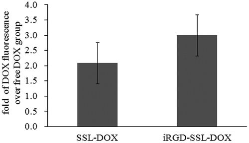 Figure 6. In vivo DOX cellular uptake in tumor tissues from tumor-bearing C57BL/6 mice treated with SSL-DOX or iRGD-SSL-DOX. Results are means ± SD (n = 3).